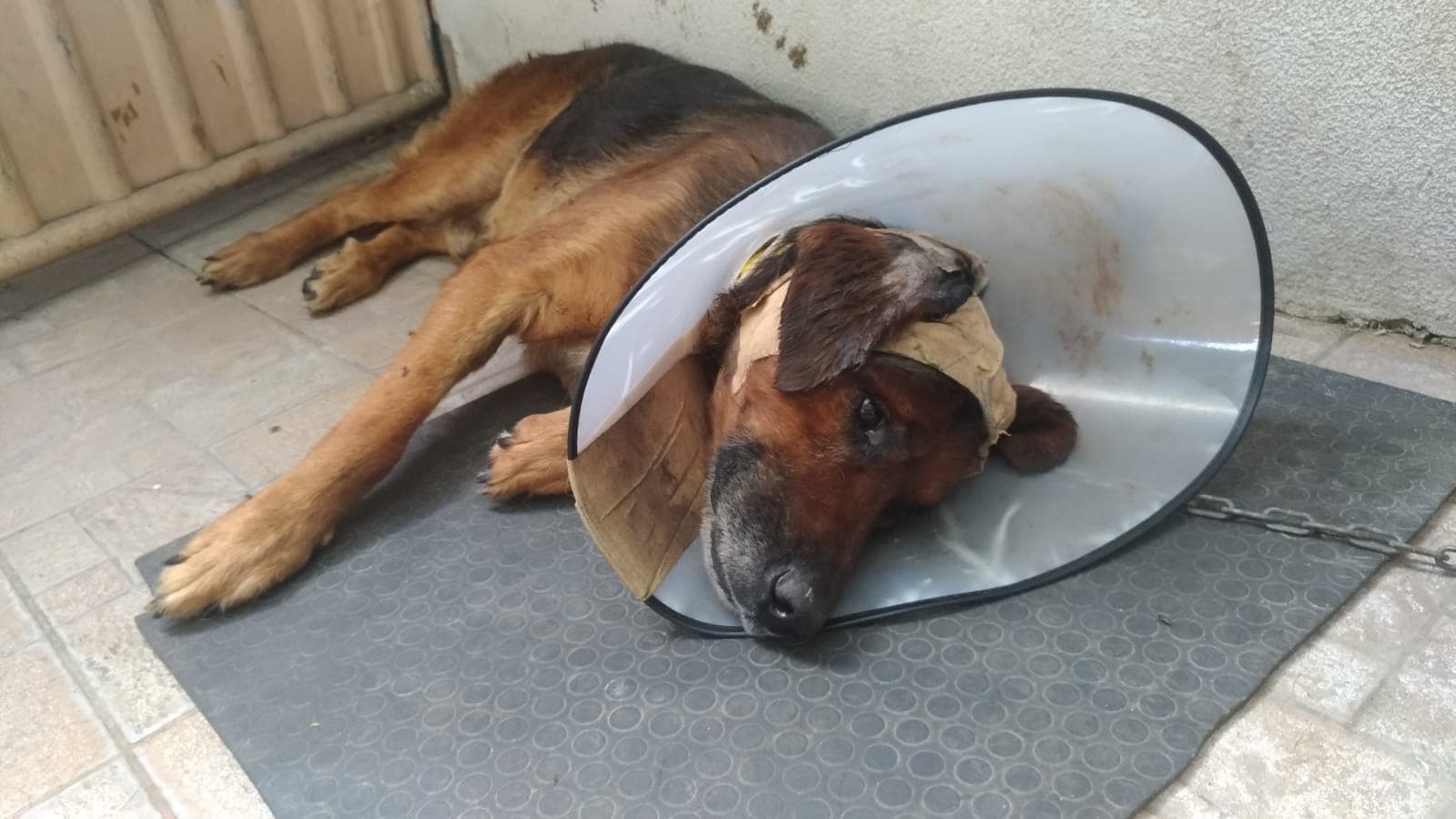 Kanser hastası köpeğe kemoterapi