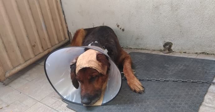 Kanser hastası köpeğe kemoterapi