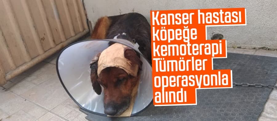Kanser hastası köpeğe kemoterapi