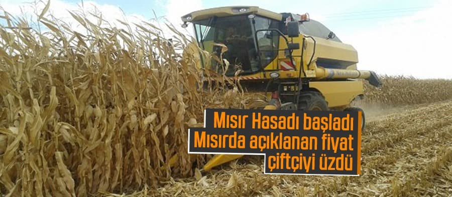 Mısırda açıklanan fiyat çiftçiyi üzdü