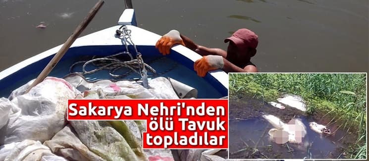 Sakarya Nehri'nden ölü tavuk topladılar