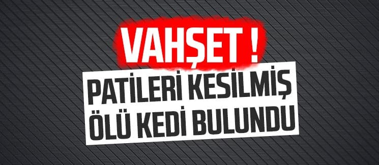 Vahşet; Patileri kesilmiş ölü kedi bulundu