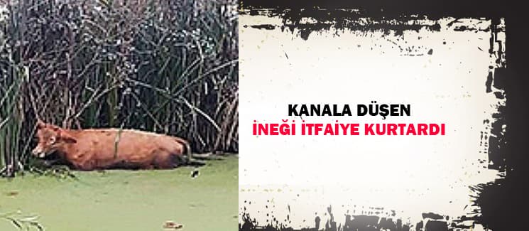 Kanala düşen ineği itfaiye kurtardı
