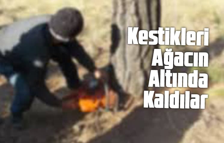 Kestikleri ağacın altında kaldılar