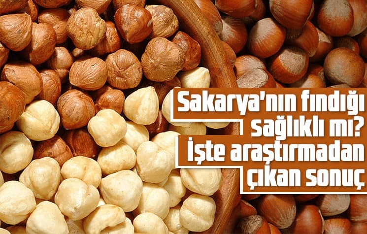 Sakarya'nın fındığı sağlıklı mı?