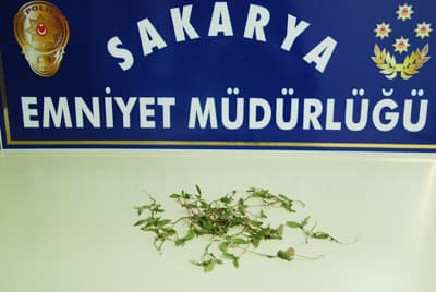 Kenever Yetiştiren Şahıs, Serbest Bırakıldı