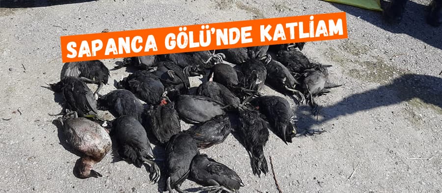 Sapanca Gölü'nde katliam 