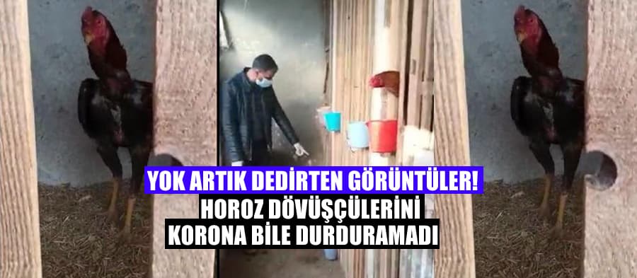 Horoz dövüşçülerini korona bile durduramadı
