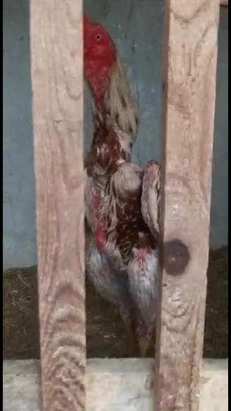 Horoz dövüşçülerini korona bile durduramadı