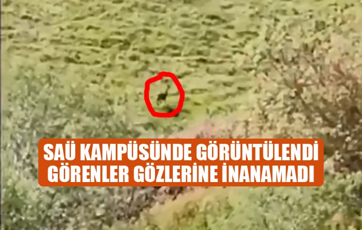 Görenler gözlerine inanamadı