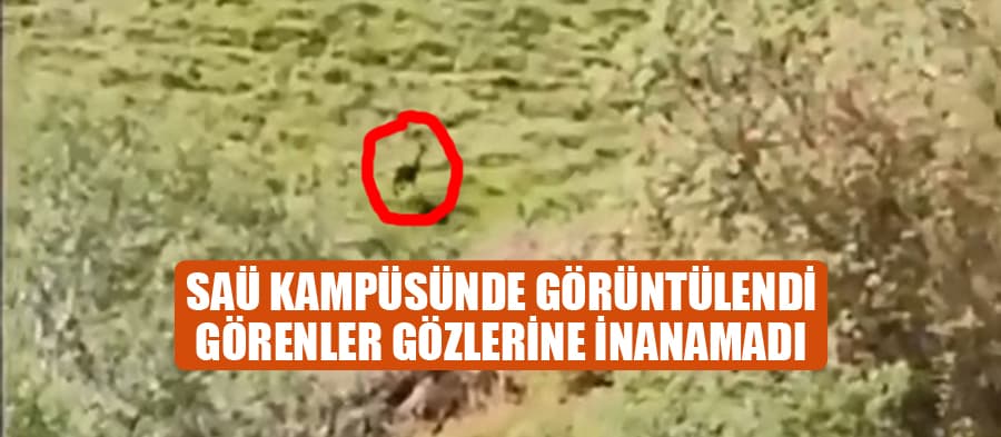 Görenler gözlerine inanamadı
