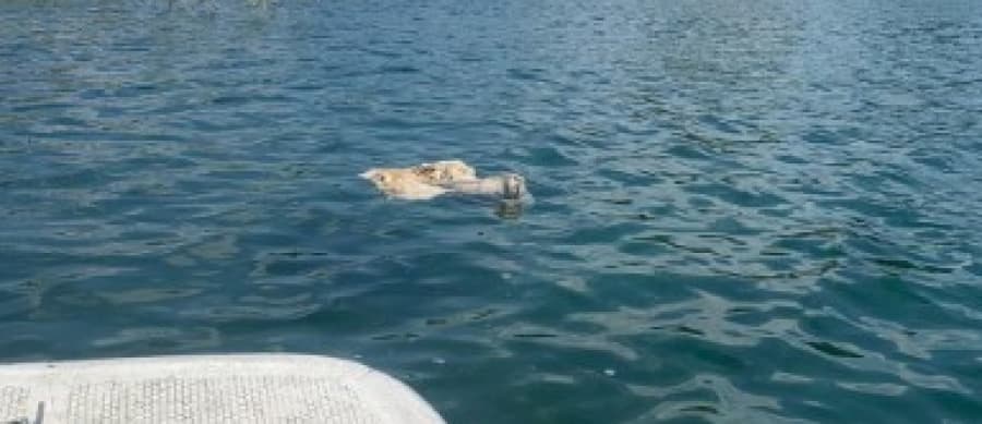 Kurban atıklarını Sapanca Gölü'ne attılar