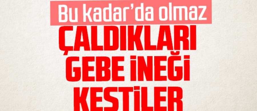 İneği parçalayıp etlerini çaldılar!