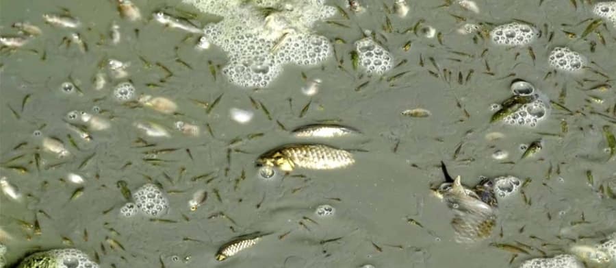 Sakarya Nehri'nde korkutan görüntü