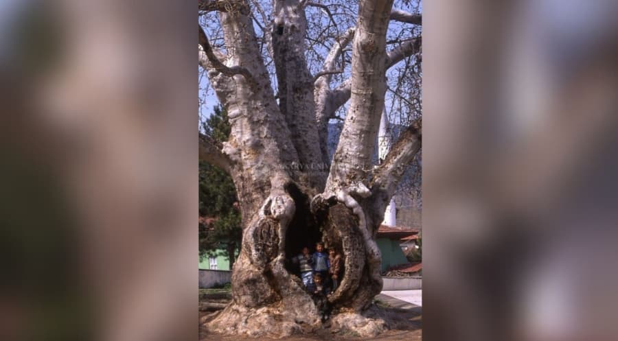 <p><img alt="" src="https://www.sakaryarehberim.com/pictures/haber_detay/resim2112776zrQD.jpeg" /></p>

<p><strong>AĞA&Ccedil; BABA EFSANESİ</strong></p>

<p>Erenler Tepesi, aynı zamanda Ağa&ccedil; Baba&rsquo;nın yattığı yerdir. Efsaneye g&ouml;re; Ağa&ccedil; Baba baharda ormana iner, boş tarlalarda ağa&ccedil;lar yetiştirirmiş. Ağa&ccedil; Baba&rsquo;nın diktiği ve yetiştirdiği ağa&ccedil;ları kesen veya zarar verenlerin başları bin bir bela ve felaketten kurtulamazmış. Bu y&uuml;zden kimse ormanlara el s&uuml;remezmiş. &Ouml;l&uuml;rken, Ağa&ccedil; Baba&rsquo;nın vasiyeti şu olmuş:<br />
&ldquo;Benden sonra, &ccedil;ocuklarınızın mutlu, topraklarınızın verimli olmasını istiyorsanız ağa&ccedil;larıma dokunmayın. İki d&uuml;nya mutluluğu bulmak istiyorsanız, benim gibi ağa&ccedil; dikin. Kısaca benim hayır duamı almak, d&uuml;nya ve ahiretinizi mamur etmek istiyorsanız ağa&ccedil; dikiniz&hellip;&rdquo;</p>

<p>Ağa&ccedil; Baba &ouml;leli, yıllar, y&uuml;zyıllar olmuş. Ama &ouml;lmeyen, halk arasında yaşayan bir vasiyeti olmuş.</p>

<p><strong><em>Kaynak : Tunalı, Y.R (2004). Sakarya S&ouml;ylenceleri, Irmak Dergisi, Sayı (41), s.26</em></strong></p>