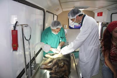 Sokak Köpekleri Artık Kontrol Altında!
