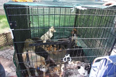 Sokak Köpekleri Artık Kontrol Altında!