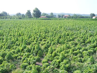 Binlerce Dönüm Marul Çiftçinin Elinde Kaldı