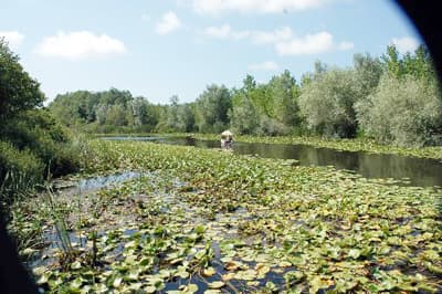 Acarlar Longozu'nu Dernek Koruyacak 