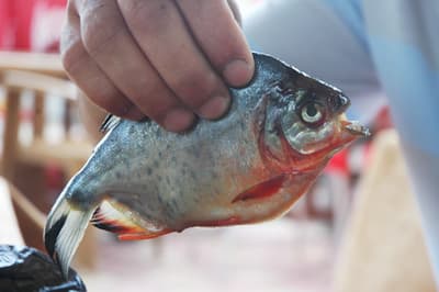Sapanca Gölü'nü Katil Balık Piranhalar Sardı