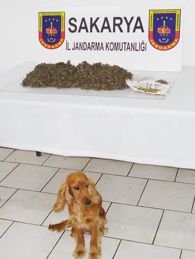 Sakarya'da Kenevir Topla Topla Bitmiyor
