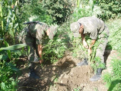 Sakarya'da Kenevir Topla Topla Bitmiyor