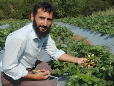 Fındık Ağaçlarını Söktü Yerine Çilek Ekti
