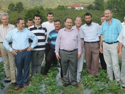 Fındık Ağaçlarını Söktü Yerine Çilek Ekti