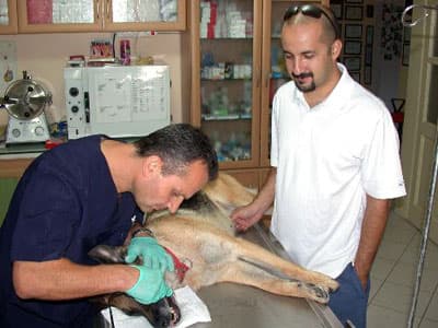 Köpeğe Diş Tedavisi