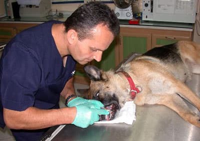 Köpeğe Diş Tedavisi