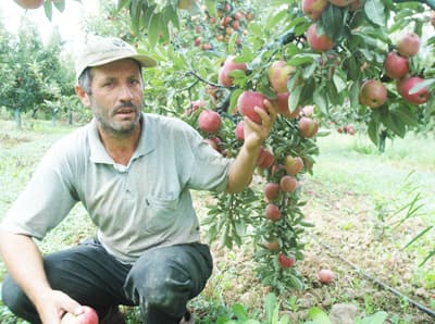 Fındıkçılardan Sonra Elma Yetiştiricileri de İsyan Etti