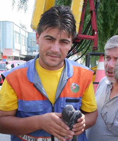 SEDAŞ, Bu Kez Bir Güvercin İçin Görev Başında!