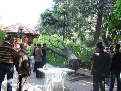 Dev Kestane Ağacı Can Alıyordu