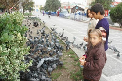Gar Meydanı'ndaki Güvercinler İlgi Odağı Oluyor