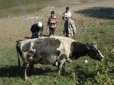Zavallı İnek İtfaiye Tarafından Kurtarıldı