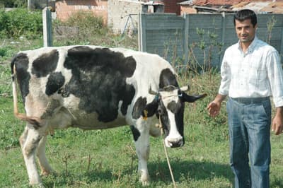 5 Aylık Gebe İneğin Durumu Şimdilik İyi!