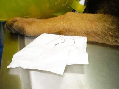 Balığı Kancasıyla Yutan Kurt Köpeği Canından Oluyordu