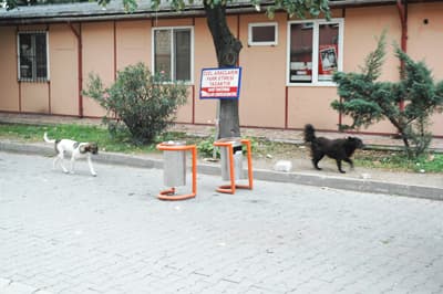 Araştırma Hastanesinin Önü Köpeklerden Geçilmiyor