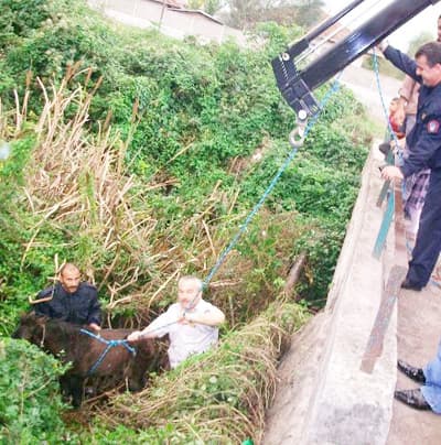 Küçük Tay, Su Kanalından İtfaiye Ekiplerince Kurtarıldı