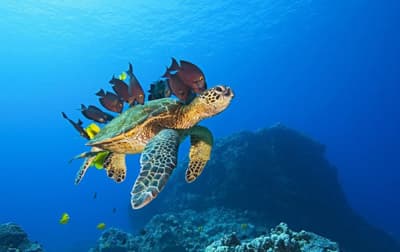 <p><font face="arial,helvetica,sans-serif" size="2"><strong>OKYANUS D&Uuml;NYASI</strong></font></p><p><font face="arial,helvetica,sans-serif" size="2">Efsane kaptan Jacques-Yves Cousteau'nun oğlu Jean-Michel Cousteau'nun &ouml;nderliğinde ve Jean-Jacques ve Francois Mantello'nun y&ouml;netmenliğinde &ccedil;ekilen 'Okyanus D&uuml;nyası/ OceanWorld' de bug&uuml;n vizyona giren yapımlar arasında yer alıyor.</font></p><p><font face="arial,helvetica,sans-serif" size="2">İzleyicileri, d&uuml;nyanın yaşam kaynağı okyanusların mucizevi ve zengin d&uuml;nyasına davet eden film, 3 boyutlu ilk uzun metraj belgesel olma &ouml;zelliğini taşıyor.</font></p><p><font face="arial,helvetica,sans-serif" size="2">Filmde, Avustralya'daki 'Great Barrier' resifinden Meksika'daki Roca Partida'ya kadar geniş bir alanda k&ouml;pekbalıklarının hayatını g&ouml;zler &ouml;n&uuml;ne seren belgeselde, manta vatozunun b&uuml;y&uuml;leyici bale g&ouml;sterisi, &ccedil;eki&ccedil; balığının soylu ailesi, aslan balıklarının acımasızca avlanışı, gen&ccedil; bir grup yunusun ağ futbolu oynaması, deniztavşanının inanılmaz İspanyol dansı ve deniz ejderi anlatılıyor.</font></p><font face="arial,helvetica,sans-serif" size="2">Yapımı 7 yıl s&uuml;ren, 25 keşif yolculuğu ve 200 saatlik &ccedil;ekim sonucunda ekrana taşınan yapım, Birleşmiş Milletler &Ccedil;evre Programı ve Doğal Hayatı Koruma Vakfı desteği ile yapılandırıldı.<br /></font><font face="arial,helvetica,sans-serif" size="2"><p><font face="Arial" size="4"><a href="../../../others/sakarya_sinema_salonlari.php"><strong>Sakarya Sinemalarında Bu Hafta!</strong></a></font></p></font>
