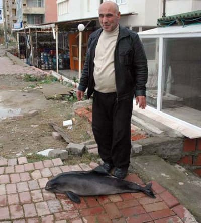 Karasu'da Yunus Kıyıya Vurdu 