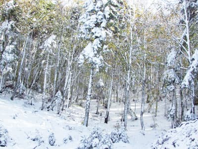 Sakarya'nın İlk Karı Yağdı
