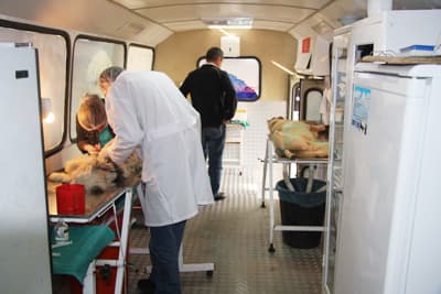 Hendek'te Sokak Köpekleri Sorunu Çözüm Buluyor