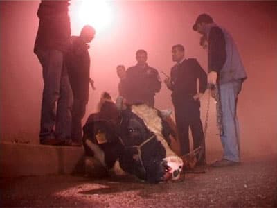 Hayvan Hırsızları, Çaldıkları İneği Sopalarla Dövdü