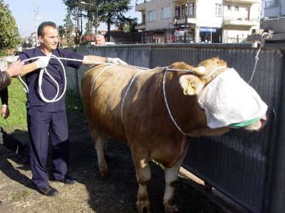 Uzmanından Kurbanı Yere Yatırma Tekniği