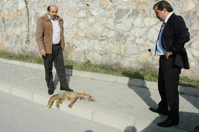 Bu Kez Trafik Kurbanı Bir Hayvan Oldu