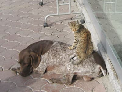 Şımarık Kediye Bakın