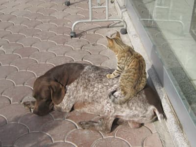 Şımarık Kediye Bakın
