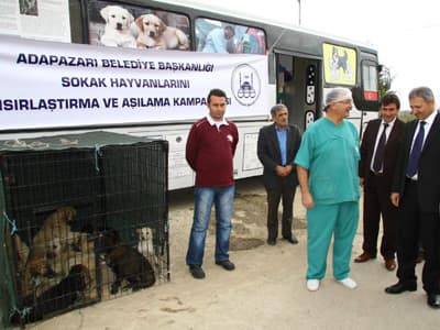 <font face="arial,helvetica,sans-serif" size="2">Adapazarı Belediye Başkanı S&uuml;leyman Dişli, şehirlerde yaşanan en b&uuml;y&uuml;k sorunlarından birinin sokak hayvanlarıyla m&uuml;cadele olduğunu belirterek, &ldquo;Başlattığımız kampanya ile bu sorunu ortadan kaldıracağız. <br /><br />Yapılan &ccedil;alışmada sokak hayvanları yakalanıp veterinerlerimiz tarafından kısırlaştırılıp, aşıları yapılmak suretiyle kanun gereği tekrar sokaklara bırakılıyor. Hayvanların yaşamı bu şekilde devam etmiş oluyor. Bu problemde zaman i&ccedil;inde kendi kendine ortadan kalkmış oluyor. Bu kampanyayı &Ccedil;evre ve Orman Bakanlığı ile planladık ve y&uuml;r&uuml;t&uuml;yoruz. Adapazarı Belediyesi olarak ilk etapta 300 sokak hayvanı ile ilgili olan &ccedil;alışmayı proje &ccedil;er&ccedil;evesinde başlattık. &Ouml;n&uuml;m&uuml;zdeki aylarda yine birlikte tekrar buna benzer &ccedil;alışmaları s&uuml;rd&uuml;receğiz. Ta ki bu sorun ortadan kalkana kadar. Projede emeği ge&ccedil;en herkese teşekk&uuml;r eder, &ccedil;alışmalarında başarılar dilerim&rdquo; dedi.<br /><br />Kampanya hakkında bilgi veren Veteriner hekim Mustafa Atuk, sokak k&ouml;peklerinin şehrin muhtelif yerlerinden toplanarak mobil kısırlaştırma otob&uuml;s&uuml;ne taşındığını belirterek, &ldquo;Mobil kısırlaştırma otob&uuml;s&uuml;m&uuml;ze getirilen hayvanlarımızı kısırlaştırıyoruz. Gerekli operasyonları ger&ccedil;ekleştirdikten sonra kuduz aşılarını yapıyoruz. Operasyon yaptığımız hayvanların kulaklarına k&uuml;pe takıp kayıt altına alıyoruz. Bir g&uuml;nl&uuml;k postoperatif bakımlarını ger&ccedil;ekleştirdikten sonra ertesi g&uuml;n aldığımız b&ouml;lgeye bırakıyoruz. 5199 sayılı hayvanları koruma kanununa g&ouml;re &ccedil;alışmalarımızı titizlikle yapıyoruz. Adapazarı b&ouml;lgesinde başlatmış olduğumuz &ccedil;alışmaları periyodik olarak devam ettireceğiz. &Uuml;&ccedil;&uuml;nc&uuml; ve d&ouml;rd&uuml;nc&uuml; &ccedil;alışmadan sonra b&ouml;lgedeki hayvanların tamamına yakınını kısırlaştırmış olacağız. Yaşamak her canlının en doğal hakkıdır. Ancak sağlıklı, &uuml;remesi kontrol altına alınmış, aşıları yapılmış bir şekilde topluma ve &ccedil;evreye zarar vermeden en doğal haklarıdır diyoruz. &Ccedil;alışmalarımızı bu şiarda devam ettiriyoruz&rdquo; diye konuştu.<br /></font>