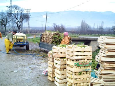 Geyve'nin Yüzünü Kereviz Güldürdü